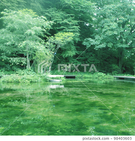 Landscape of green forest and pond Landscape of green forest and pond 98403603
