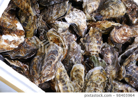 Oysters for sale at a seafood market 98403964