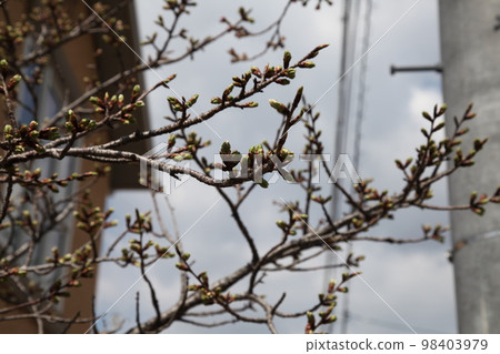 吉野櫻花樹 98403979