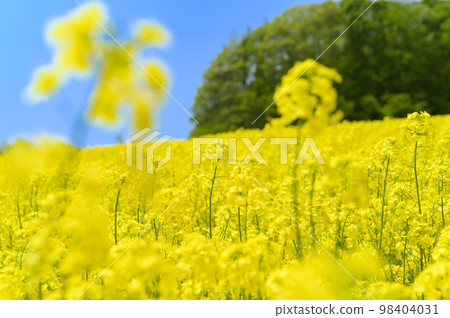 Rape flower field and blue sky on one side Rape flower field and blue sky on one side 98404031