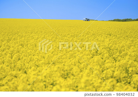A field of rapeseed flowers and a covered wagon pulled by a tractor A field of rapeseed flowers and a covered wagon pulled by a tractor 98404032