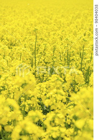 一邊的油菜田 98404038
