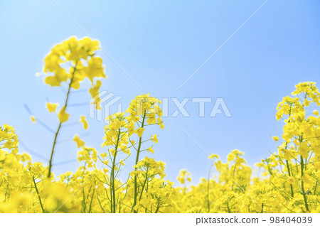 油菜花盛開，藍藍的天空 98404039