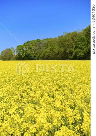 強姦花田和藍天在一邊 98404050