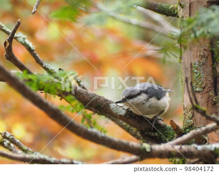 野生鳥類五子雀少年 98404172