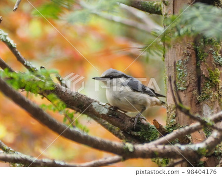 Wild bird Nuthatch juvenile Wild bird Nuthatch juvenile 98404176