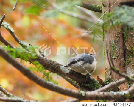 野生鳥類五子雀少年 98404177