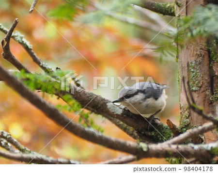 Wild bird Nuthatch juvenile Wild bird Nuthatch juvenile 98404178