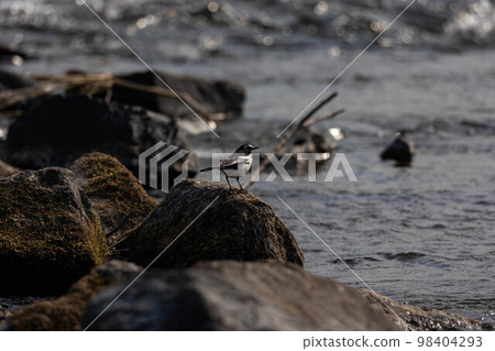 EOSR6. Yamaguchi Iwakuni, white wagtail, before starting to move. 98404293