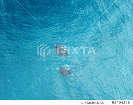 Manta ray drone view at Manta road in Pohnpei, Micronesia. You can meet them by scuba diving. 98404298