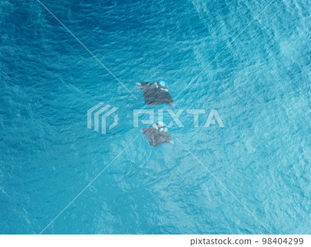 Manta ray drone view at Manta road in Pohnpei, Micronesia. You can meet them by scuba diving. 98404299