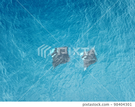 Manta ray drone view at Manta road in Pohnpei, Micronesia. You can meet them by scuba diving. 98404301