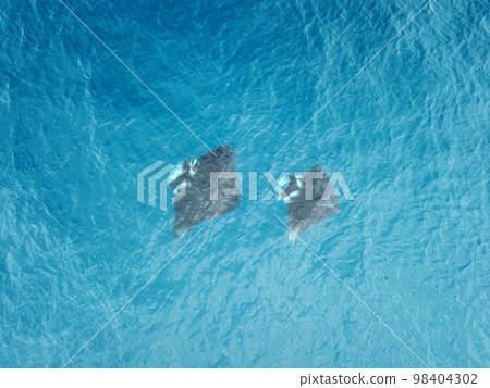 Manta ray drone view at Manta road in Pohnpei, Micronesia. You can meet them by scuba diving. 98404302