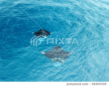 Manta ray drone view at Manta road in Pohnpei, Micronesia. You can meet them by scuba diving. 98404309