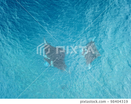 Manta ray drone view at Manta road in Pohnpei, Micronesia. You can meet them by scuba diving. 98404319