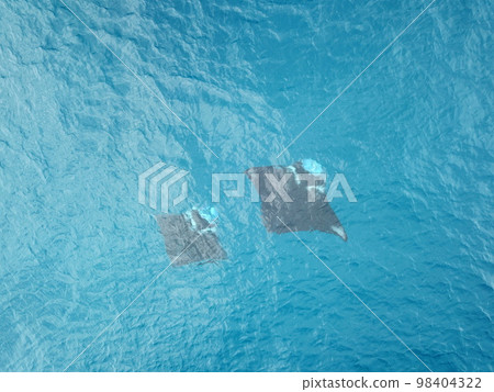 Manta ray drone view at Manta road in Pohnpei, Micronesia. You can meet them by scuba diving. 98404322