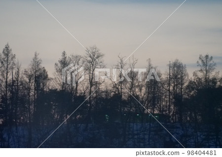 Winter forest 98404481