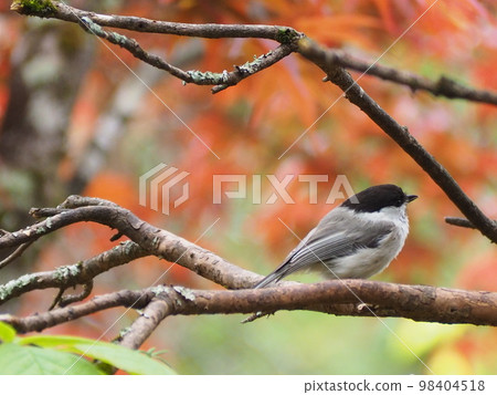 Wild Bird Kogara 98404518