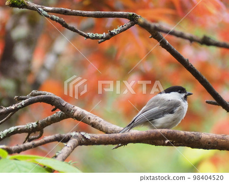 Wild Bird Kogara Wild Bird Kogara 98404520