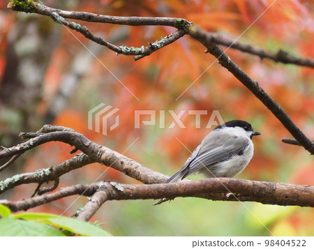 Wild Bird Kogara 98404522