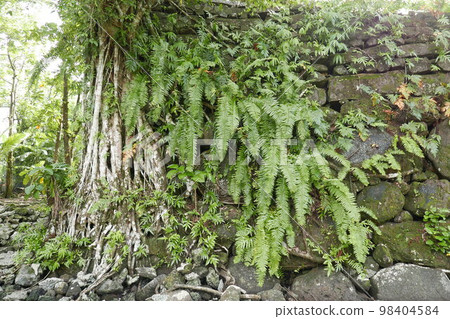 Lelu Ruins Historic Park at Kosrae, Federated States of Micronesia. 98404584