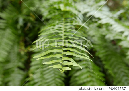 Lelu Ruins Historic Park at Kosrae, Federated States of Micronesia. 98404587