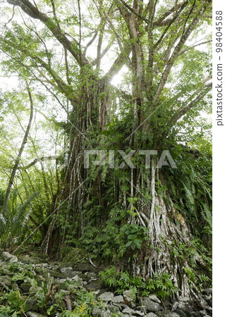 Lelu Ruins Historic Park at Kosrae, Federated States of Micronesia. 98404588