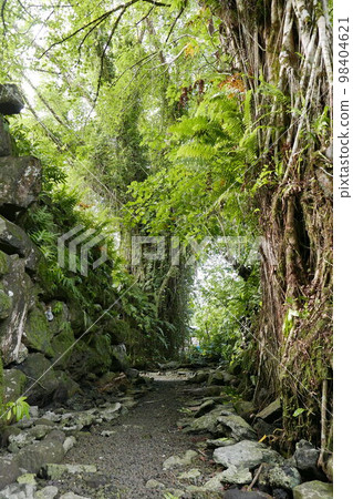 Lelu Ruins Historic Park at Kosrae, Federated States of Micronesia. 98404621