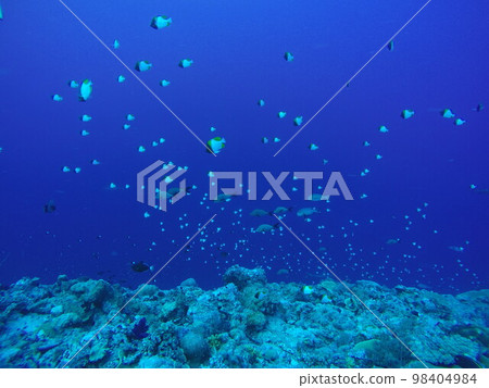 Scuba diving at Blue corner in Palau. Diving on the reefs of the Palau archipelago. 98404984