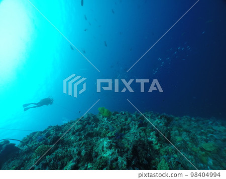 Scuba diving at Blue corner in Palau. Diving on the reefs of the Palau archipelago. 98404994