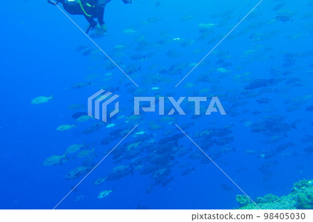 Scuba diving at Blue corner in Palau. Diving on the reefs of the Palau archipelago. 98405030