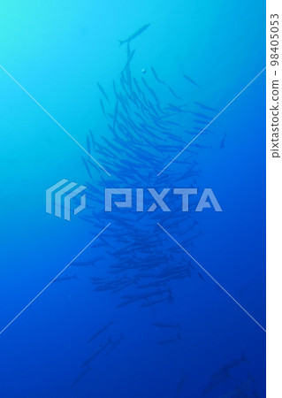 Scuba diving at Blue corner in Palau. Diving on the reefs of the Palau archipelago. Scuba diving at Blue corner in Palau. Diving on the reefs of the Palau archipelago. 98405053