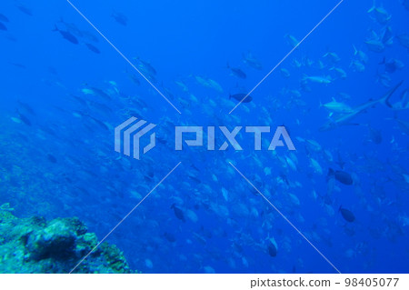 Scuba diving at Blue corner in Palau. Diving on the reefs of the Palau archipelago. Scuba diving at Blue corner in Palau. Diving on the reefs of the Palau archipelago. 98405077