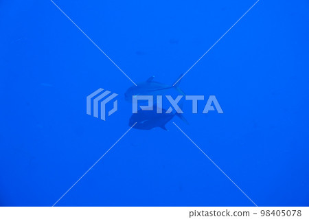 Scuba diving at Blue corner in Palau. Diving on the reefs of the Palau archipelago. Scuba diving at Blue corner in Palau. Diving on the reefs of the Palau archipelago. 98405078