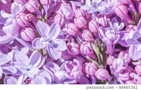 Abstract floral background, blooming branch, purple terry Lilac flower petals. Macro flowers backdrop for holiday brand design. Soft focus Abstract floral background, blooming branch, purple terry Lilac flower petals. Macro flowers backdrop for holiday brand design. Soft focus 98405302