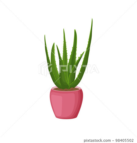 Aloe vera. Medicinal aloe plant in a pot. Indoor aloe plant in a pink pot. Vector illustration isolated on a white background 98405502