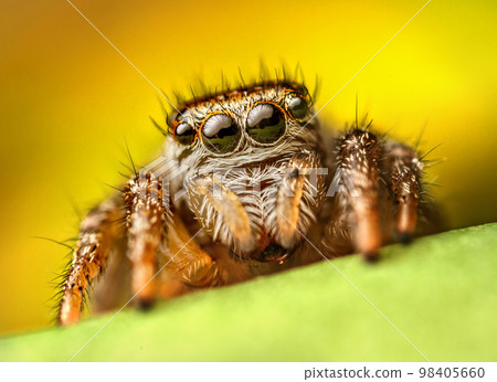 Extreme magnification - Jumping spider portrait, front view 98405660