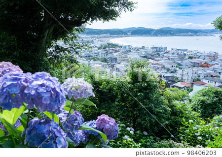 Shonan seen from Hase where hydrangeas are in full bloom 98406203