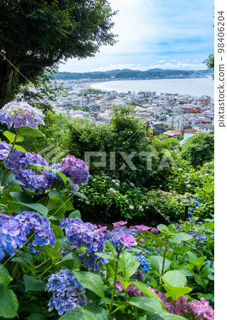 Shonan seen from Hase where hydrangeas are in full bloom 98406204