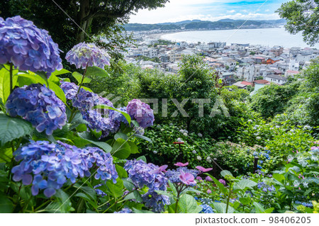 Shonan seen from Hase where hydrangeas are in full bloom 98406205