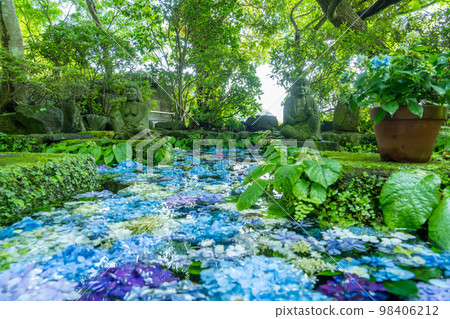 Hydrangea blooming in Kamakura and Hase 98406212