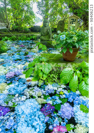 Hydrangea in full bloom Hase-dera, Kamakura 98406213