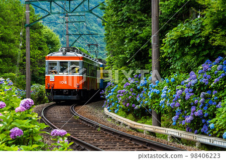 Hydrangea Train on the Hakodate Tozan Railway 98406223