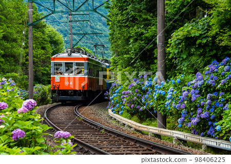 函館登山鐵道的繡球花列車 函館登山鐵道的繡球花列車 98406225