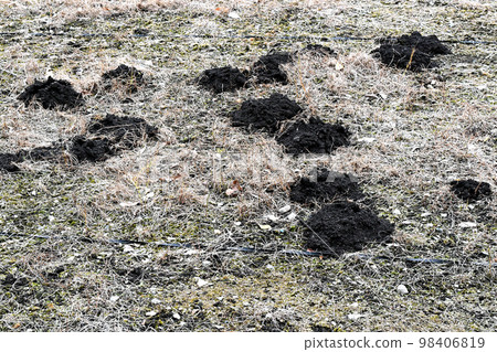 The fields were dotted with molehills 98406819