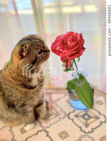 貓聞玫瑰花 貓聞玫瑰花 98406881