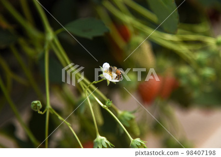 草莓花和蜜蜂 98407198