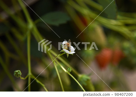 草莓花和蜜蜂 草莓花和蜜蜂 98407200