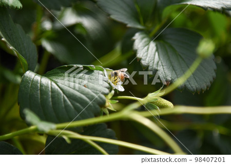 草莓花和蜜蜂 草莓花和蜜蜂 98407201