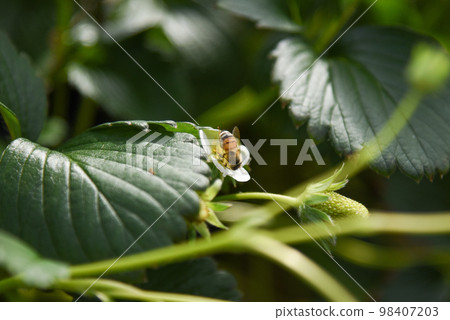 草莓花和蜜蜂 草莓花和蜜蜂 98407203